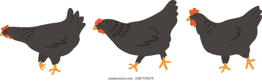 Domestic chickens vector element. Farming illustration. Hand drawn set