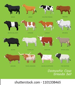 Domestic Cow Breeds Set Cartoon Vector Stock Vector (Royalty Free ...