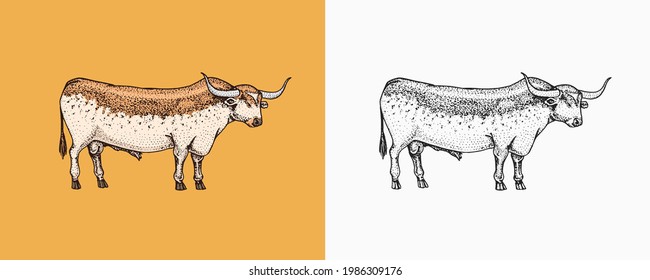Domestic Cow. Farm animal. Vintage sketch for shop. Badge for t-shirts. Hand Drawn engrave Vector illustration.