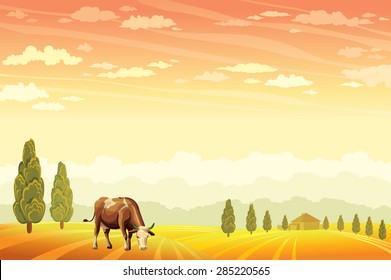 Domestic cow grazing on the field with the sunset cloudy sky background. Vector of rural summer landscape. 