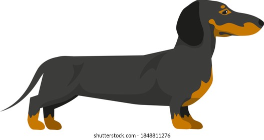 Domestic Dog realistic vector portrait