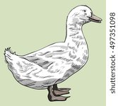 Domestic duck.