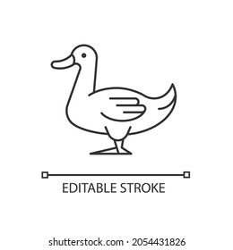 Domestic duck linear icon. Poultry farming industry. Domestic bird raising for meat and down. Thin line customizable illustration. Contour symbol. Vector isolated outline drawing. Editable stroke