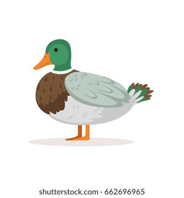 Domestic duck, poultry breeding vector Illustration