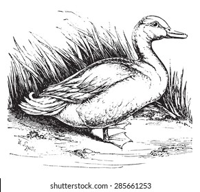 Domestic duck, vintage engraved illustration. Natural History of Animals, 1880.
