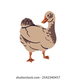 Pato doméstico camina en el corral del rancho. Country pájaro, aves de corral pasea al aire libre. Pájaros rurales, animales de granja emplumados, ganado de campo. Ilustración vectorial aislada plana sobre fondo blanco