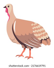 Domestic or farm animal grown in rural area, village or countryside. Isolated turkey with feathers and plumage. Production of meat, farming business and selling eco items. Vector in flat style