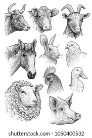 Domestic, farm animals head portrait collection illustration, drawing, engraving, ink, line art, vector