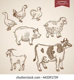 Domestic farm friendly funny animal icon set. Engraving style pen pencil crosshatch hatching paper painting retro vintage vector lineart illustration. Turkey hen sheep pig caw goat goose.