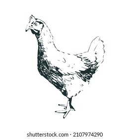 Domestic farm poultry - hen. Graphic chicken isolated on white background. Vector monochrome sketch illustration.