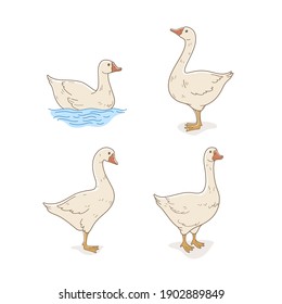 Domestic fowl. Cartoon goose illustration. Vector contour illustration of goose.