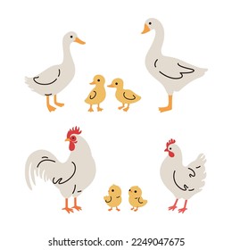 Domestic fowl. Cartoon vector illustration. Vector contour illustration of goose, chick, goose, duck, chicken and duckling. 