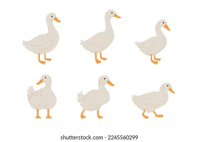 Domestic fowl. Vector contour illustration of duck.