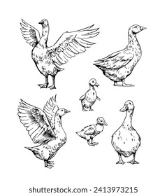 Hausgänse, Goslings, Vogelset-Illustration, handgezeichnet Vektorgrafik