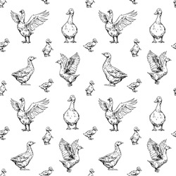 Domestic Geese, Goslings, Seamless Pattern. Bird Set Illustration, Hand Drawn Vector Sketch