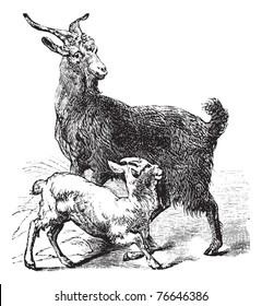 Domestic Goat or Capra aegagrus hircus, vintage engraving. Old engraved illustration of Domestic Goat showing the adult female goat or doe (top) and young goat or kid (bottom). Trousset encyclopedia.