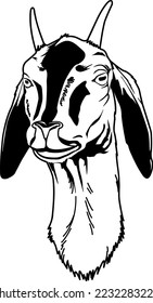 Domestic Goat Head Vector Illustration