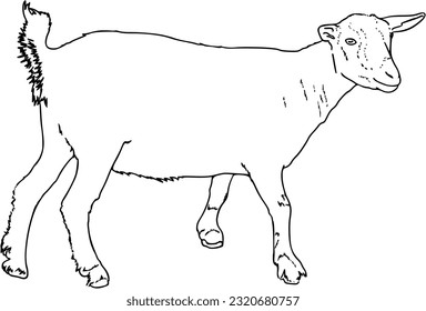 Domestic goat livestock animal agriculture doodle line cartoon coloring