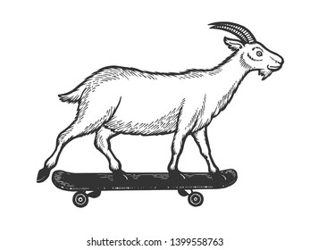 Domestic goat ride on skateboard sketch engraving vector illustration. Scratch board style imitation. Black and white hand drawn image.