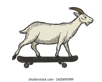 Domestic goat ride on skateboard sketch engraving vector illustration. Scratch board style imitation. Black and white hand drawn image.