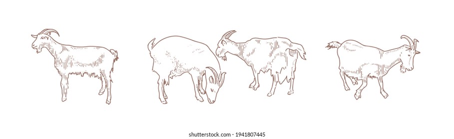 Domestic goats, a set of illustrations in various positions. For use in advertising a goat farm.