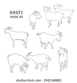 Domestic goats, a set of illustrations in various positions. For use in advertising a goat farm.