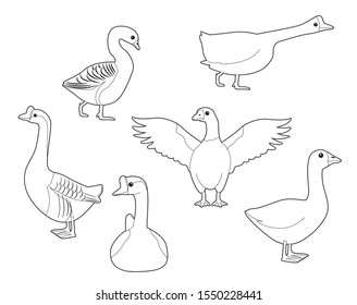 Domestic Goose Cute Cartoon Vector Coloring Book