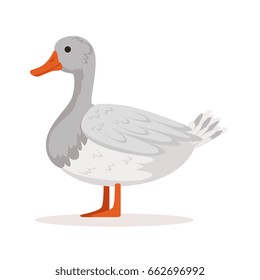 Domestic goose, poultry breeding vector Illustration