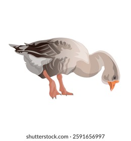 Domestic grey goose grazing. Gray fat gander feeding. Close up. Vector illustration isolated on white background