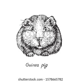 Domestic guinea pig (Cavia porcellus,  domestic cavy) front view, hand drawn gravure style, vector sketch illustration, element for design