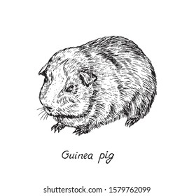 Domestic guinea pig (Cavia porcellus,  domestic cavy) standing, hand drawn gravure style, vector sketch illustration, element for design