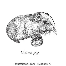 Domestic guinea pig (Cavia porcellus,  domestic cavy) holding fruit, hand drawn gravure style, vector sketch illustration, element for design