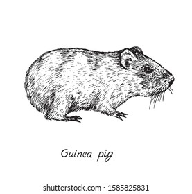 Domestic guinea pig (Cavia porcellus,  domestic cavy) standing side view, hand drawn gravure style, vector sketch illustration, element for design