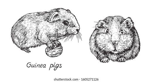 Domestic guinea pig (Cavia porcellus,  domestic cavy) couple, holding fruit and front view, hand drawn gravure style, vector sketch illustration, element for design