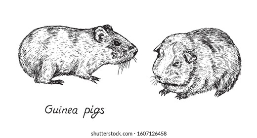 Domestic guinea pig (Cavia porcellus,  domestic cavy) couple, side view, hand drawn gravure style, vector sketch illustration, element for design