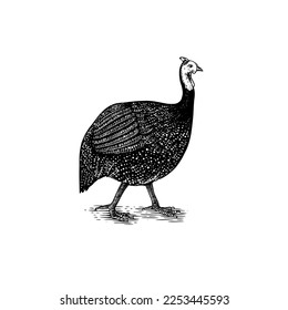 Domestic guineafowl, pintade, pearl hen, or gleany. Farm bird. Hand drawn. Engraved animal. Old monochrome sketch. Retro template.