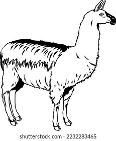 Domestic Llama Standing Vector Illustration