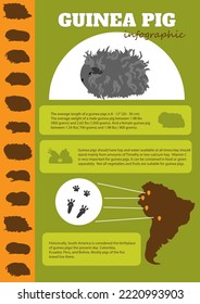 Domestic pets infographic elements, helthcare, vet. Vector illustration about guinea pigs life in home