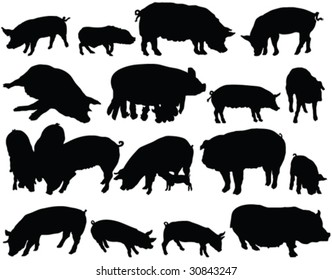 domestic pig silhouette collection - vector