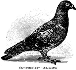 Domestic Pigeon found in nearly all parts of the world, vintage line drawing or engraving illustration.