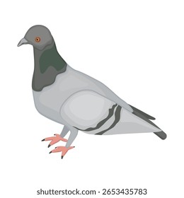 Pombo doméstico - desenhado à mão ilustração vetorial.
