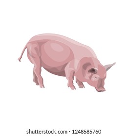 Domestic pink pig. Vector illustration isolated on white background