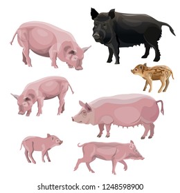 Domestic pink pig. Vector illustration isolated on white background