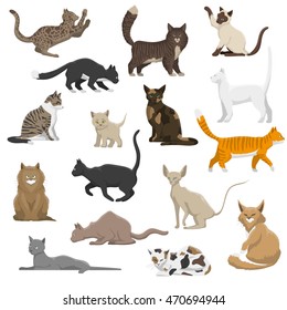 Domestic popular and rare exotic cat breeds flat icons collection with persian and maine coon isolated vector illustration 