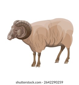carneiro doméstico com grandes chifres curvados. Ilustração vetorial realista de um animal de fazenda isolado em um fundo branco