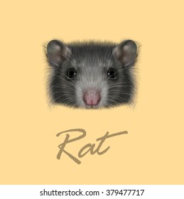 Domestic Rat portrait. Vector illustrated portrait of grey Rat on yellow background.