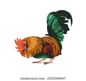 Gallo doméstico con un plumaje colorido camina, picotea granos en el rancho. Pájaro de Country, paseos de gallo, come. Aves de corral, aves, animales de granja, ganado con plumas. Ilustración vectorial aislada plana en blanco