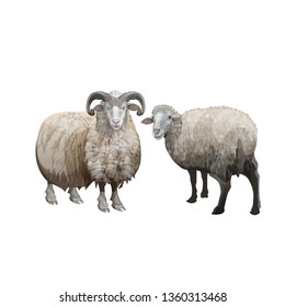 Domestic sheep and ram. Vector illustration isolated on white background