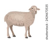 Domestic sheep side view. Farm animal. Vector illustration isolated on a white background in a realistic style