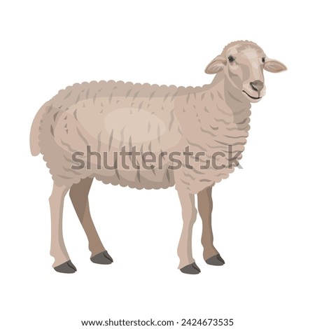Domestic sheep side view. Farm animal. Vector illustration isolated on a white background in a realistic style